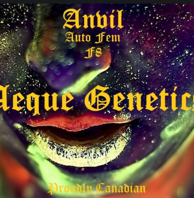 ANVIL AUTO | AEQUE GENETICS | AUTOFLOWER CANNABIS SEEDS FEMALE