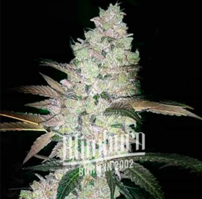 APPLE AND BANANA CANNABIS EXTRACTION | BLIMBURN SEEDS | PHOTOPERIOD CANNABIS SEEDS FEMALE