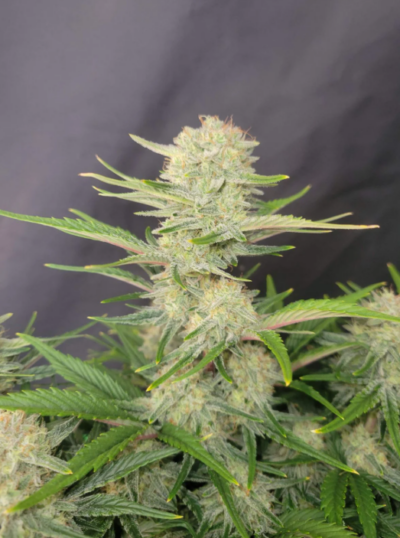 APRICOT | FAST BUDS | AUTOFLOWER CANNABIS SEEDS FEMALE