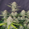 APRICOT | FAST BUDS | AUTOFLOWER CANNABIS SEEDS FEMALE - Image 2