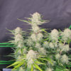 APRICOT | FAST BUDS | AUTOFLOWER CANNABIS SEEDS FEMALE - Image 3