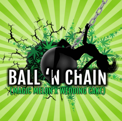 BALL 'N CHAIN | ELEV8 SEEDS | PHOTOPERIOD CANNABIS SEEDS