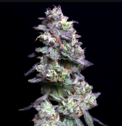 BAKED APPLE CHERRY | ELEV8 SEEDS | PHOTOPERIOD CANNABIS SEEDS FEMALE 6 PACK