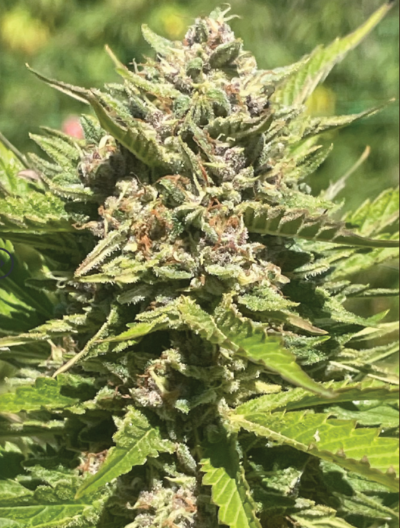 BANANA MELT | HUMBOLDT SEED CO | PHOTOPERIOD CANNABIS SEEDS FEMALE 3/5/10 PACKS