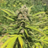 BANANA MELT | HUMBOLDT SEED CO | PHOTOPERIOD CANNABIS SEEDS FEMALE 3/5/10 PACKS - Image 2