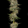 BANANA OG | HUMBOLDT SEED CO | AUTOFLOWER CANNABIS SEEDS FEMALE 3/5/10 PACKS - Image 2