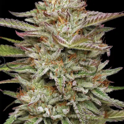 Banana OG Ato cannabis seed image