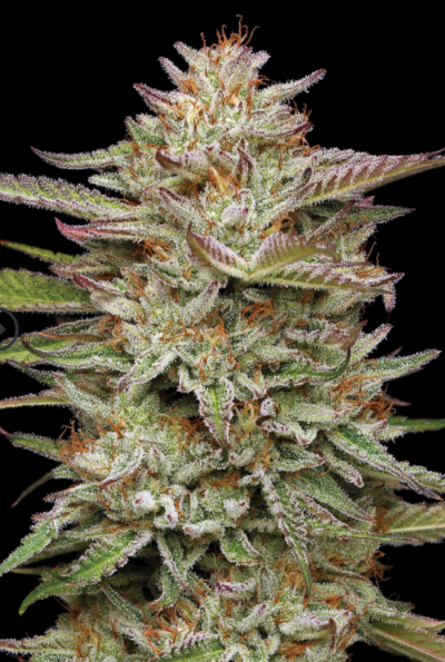 BANANA OG | HUMBOLDT SEED CO | PHOTOPERIOD CANNABIS SEEDS FEMALE 3/5/10 PACKS