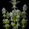 BIG BUD | FAST BUDS | AUTOFLOWER CANNABIS SEEDS FEMALE [Retiring] - Image 3