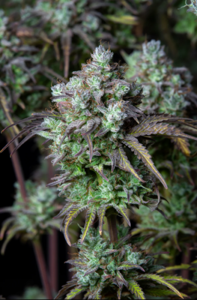 BIG BUD | FAST BUDS | AUTOFLOWER CANNABIS SEEDS FEMALE [Retiring]