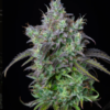 BIG BUD | FAST BUDS | AUTOFLOWER CANNABIS SEEDS FEMALE [Retiring] - Image 2