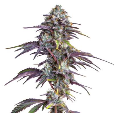 BLACKBERRY MOONROCKS | BLIMBURN SEEDS | PHOTOPERIOD CANNABIS SEEDS FEMALE