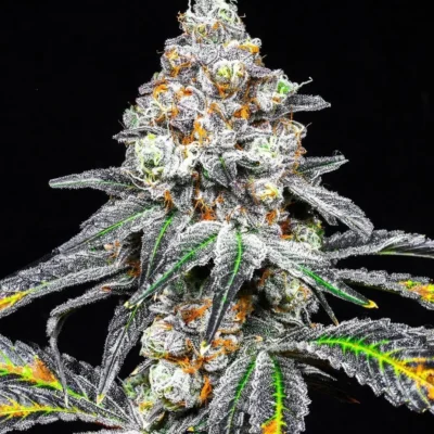 BLOOD BATH | LIT FARM SEEDS | FEMINIZED PHOTO CANNABIS SEEDS 10 PACK