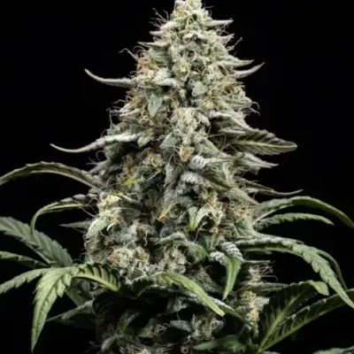 Blue Dream image