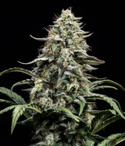 BLUE DREAM FULL TERM | ATLAS SEEDS | PHOTOPERIOD CANNABIS SEEDS FEMALE