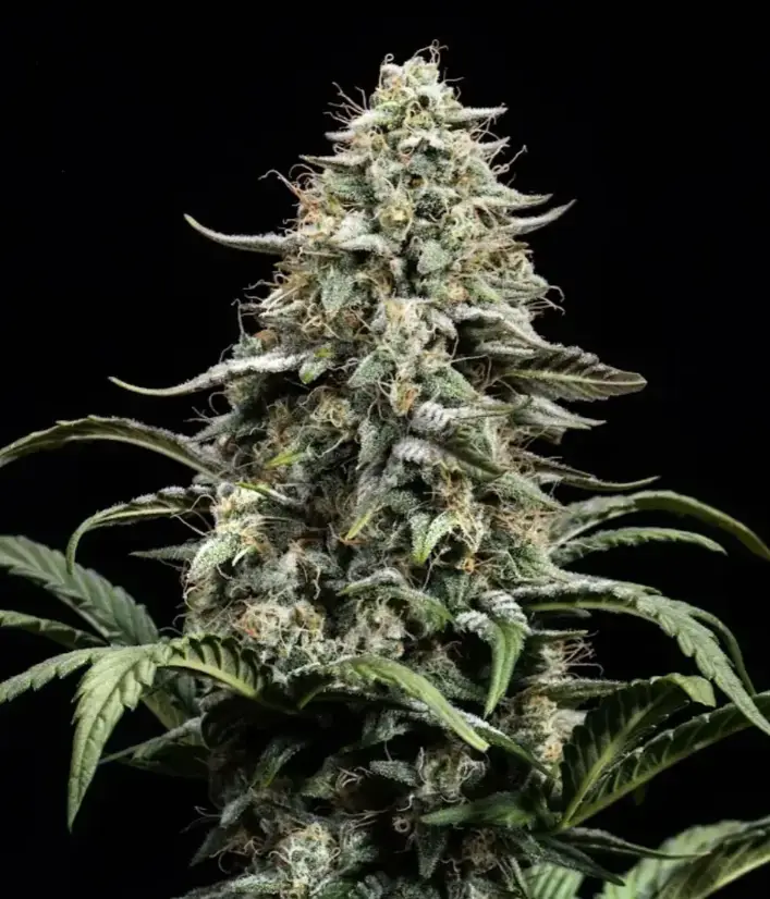 Blue Dream image