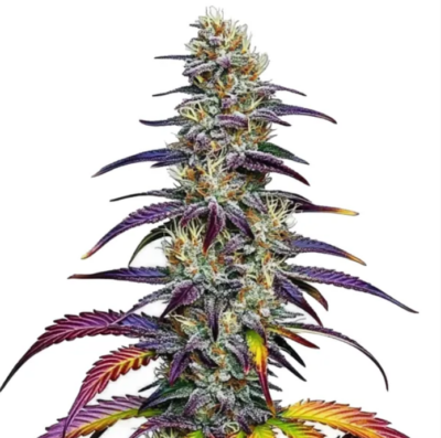 BLUE DREAM | BLIMBURN SEEDS | PHOTOPERIOD CANNABIS SEEDS FEMALE