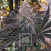 BLUE DREAM | BLIMBURN SEEDS | PHOTOPERIOD CANNABIS SEEDS FEMALE - Image 2