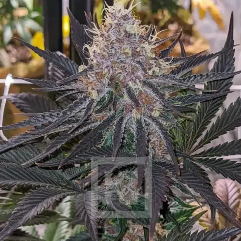Blue Dream cannabis image