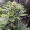 BLUE DREAM | BLIMBURN SEEDS | PHOTOPERIOD CANNABIS SEEDS FEMALE - Image 3