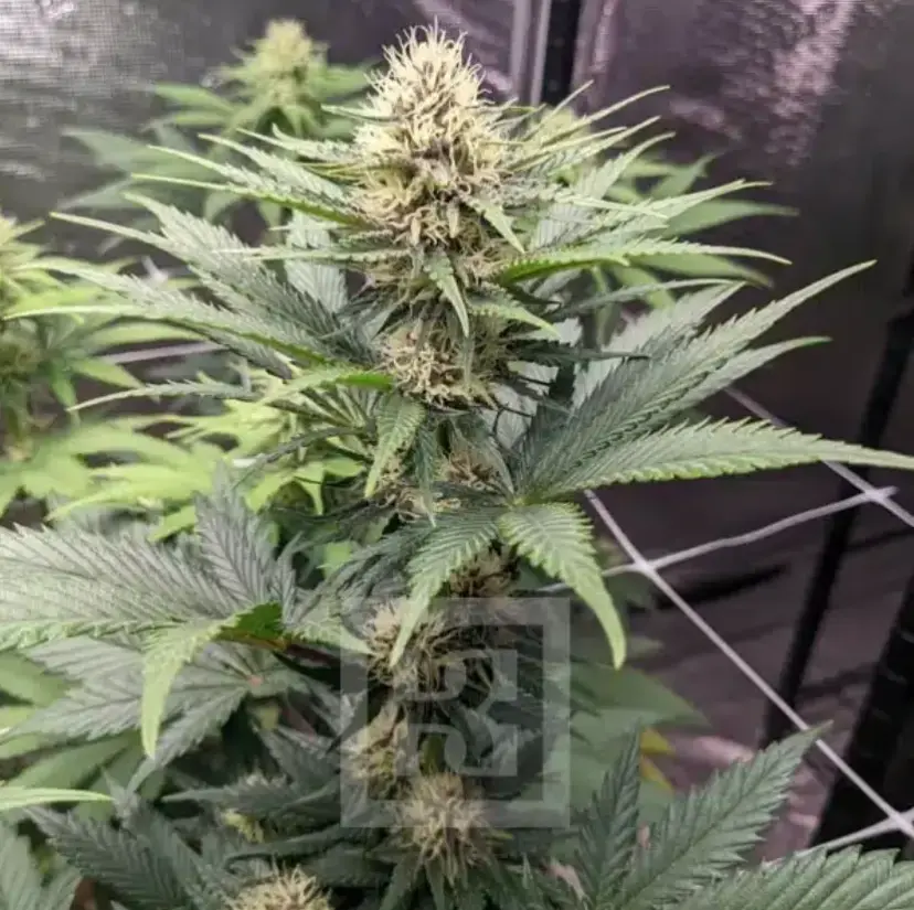 Blue Dream cannabis image