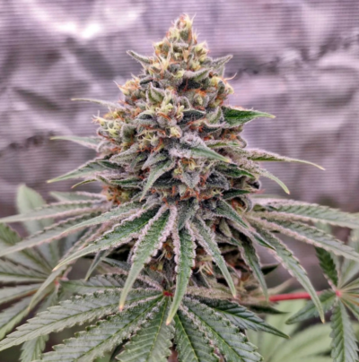 BLUE ZUSHI | DUTCH PASSION SEEDS | PHOTOPERIOD CANNABIS SEEDS FEMALE