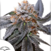 BLUE ZUSHI | DUTCH PASSION SEEDS | PHOTOPERIOD CANNABIS SEEDS FEMALE - Image 2