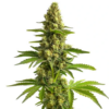 BRUCE BANNER #3 | BLIMBURN SEEDS | PHOTOPERIOD CANNABIS SEEDS FEMALE - Image 3