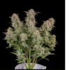 BRUCE BANNER | FAST BUDS | AUTOFLOWER CANNABIS SEEDS FEMALE - Image 3