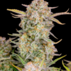 BRUCE BANNER | FAST BUDS | AUTOFLOWER CANNABIS SEEDS FEMALE - Image 2