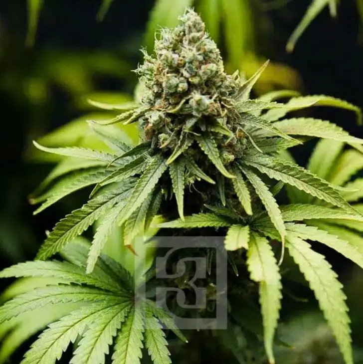 Bruce Banner cannabis image