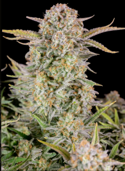 BRUCE BANNER | FAST BUDS | AUTOFLOWER CANNABIS SEEDS FEMALE