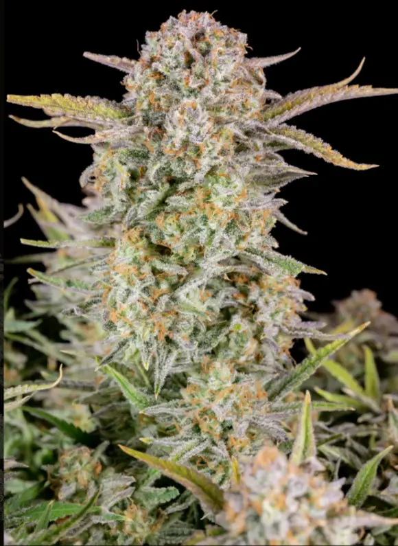 Bruce Banner cannabis image