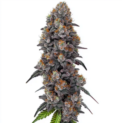 BUBBLEGUM SHERBET | BLIMBURN SEEDS | PHOTOPERIOD CANNABIS SEEDS FEMALE