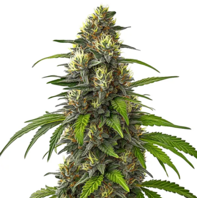 CAFE RACER | BLIMBURN SEEDS | AUTOFLOWER CANNABIS SEEDS FEMALE