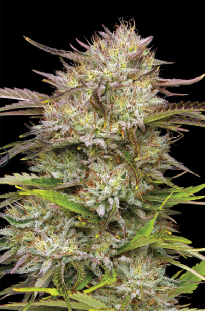 CALIFORNIA HAZE | HUMBOLDT SEED CO | PHOTOPERIOD CANNABIS SEEDS FEMALE 3/5/10 PACKS