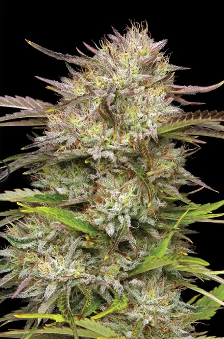 California haze 2 cannabis seed image