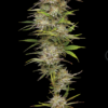 CALIFORNIA HAZE | HUMBOLDT SEED CO | PHOTOPERIOD CANNABIS SEEDS FEMALE 3/5/10 PACKS - Image 2