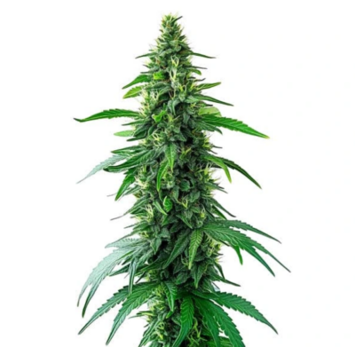 CHARLOTTES WEB | BLIMBURN SEEDS | PHOTOPERIOD CANNABIS SEEDS FEMALE