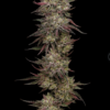 CHICKEN N' WAFFLEZ | HUMBOLDT SEED CO | PHOTOPERIOD FEMALE CANNABIS SEEDS - Image 2