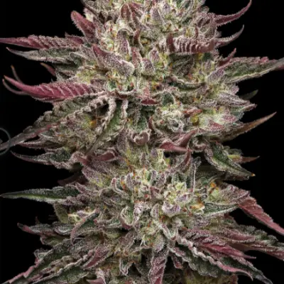 Chiken n' wafflez cannabis seed image