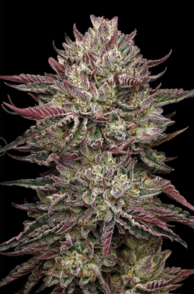 CHICKEN N' WAFFLEZ | HUMBOLDT SEED CO | PHOTOPERIOD FEMALE CANNABIS SEEDS