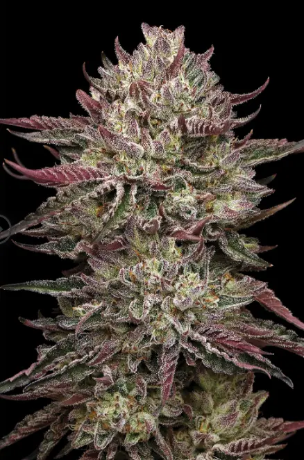 Chiken n' wafflez cannabis seed image