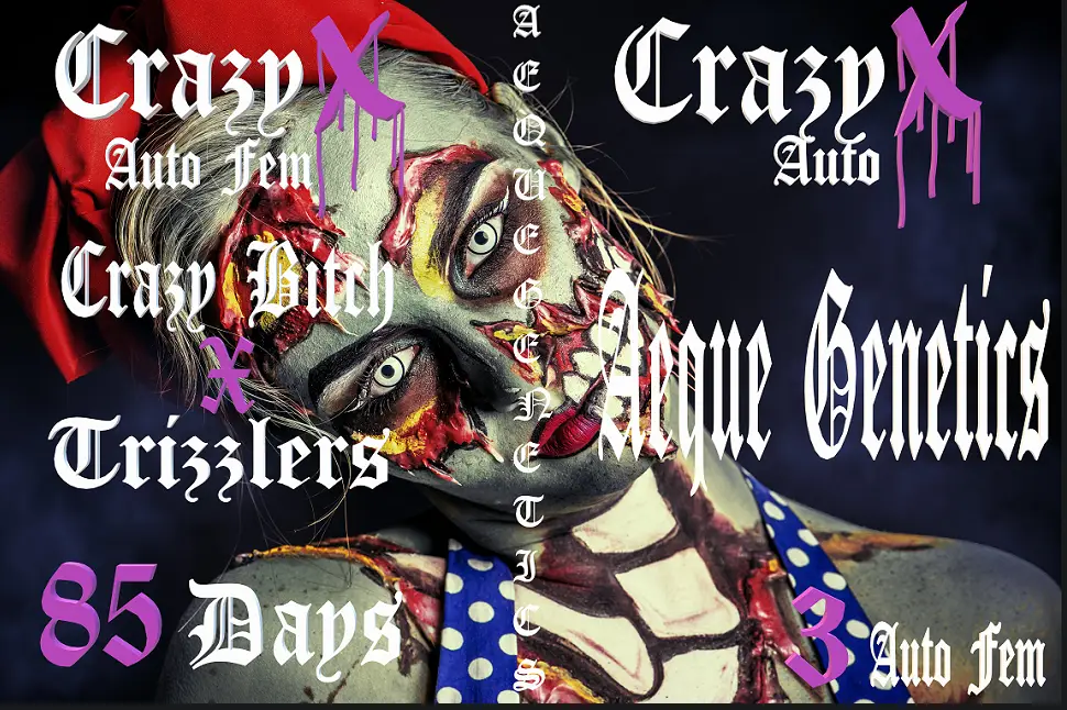 Crazy X Auto Fem poster