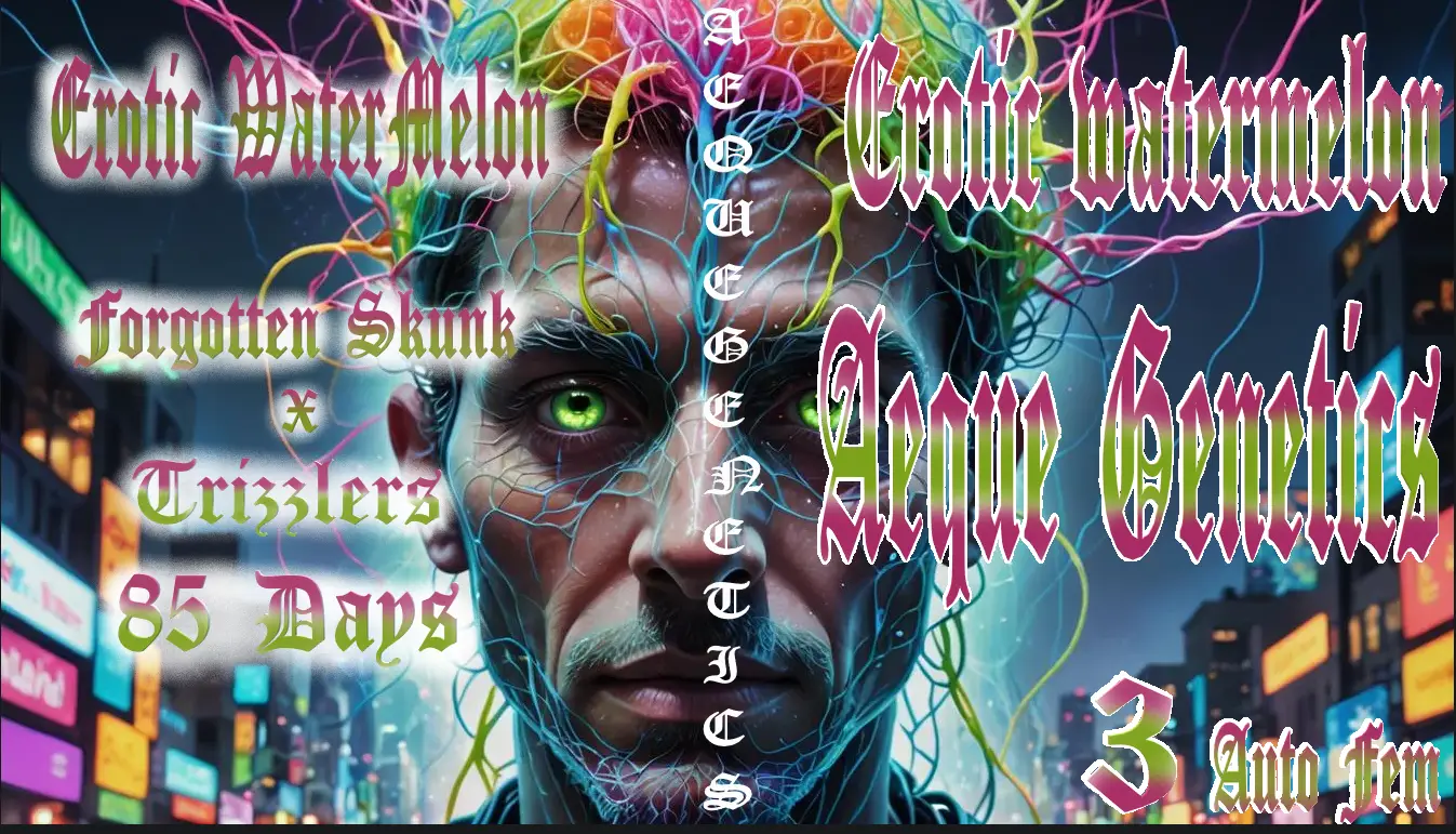 Erotic Watermelon Auto Fem poster