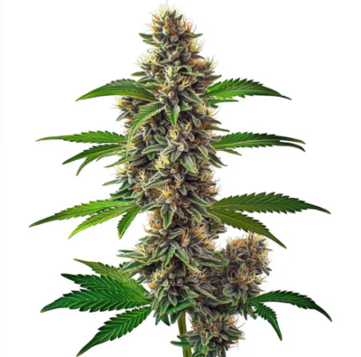 FAT BASTARD | BLIMBURN SEEDS | AUTOFLOWER CANNABIS SEEDS FEMALE