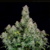 FORBIDDEN RUNTZ | FAST BUDS | AUTOFLOWER CANNABIS SEEDS FEMALE - Image 3