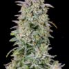 FORBIDDEN RUNTZ | FAST BUDS | AUTOFLOWER CANNABIS SEEDS FEMALE - Image 2