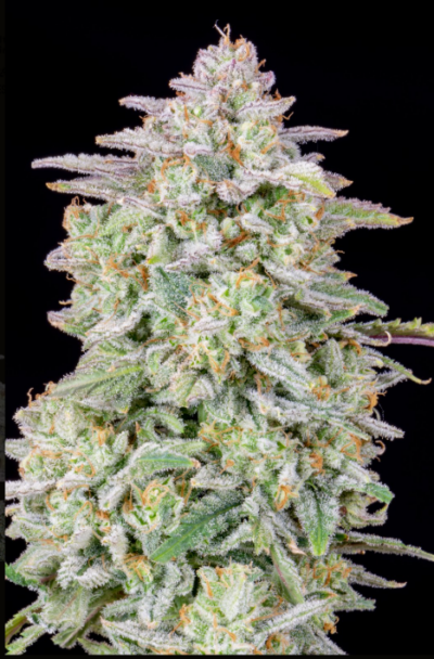 FORBIDDEN RUNTZ | FAST BUDS | AUTOFLOWER CANNABIS SEEDS FEMALE