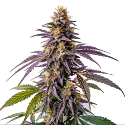 FRUITY PEBBLES | BLIMBURN SEEDS | PHOTOPERIOD CANNABIS SEEDS FEMALE